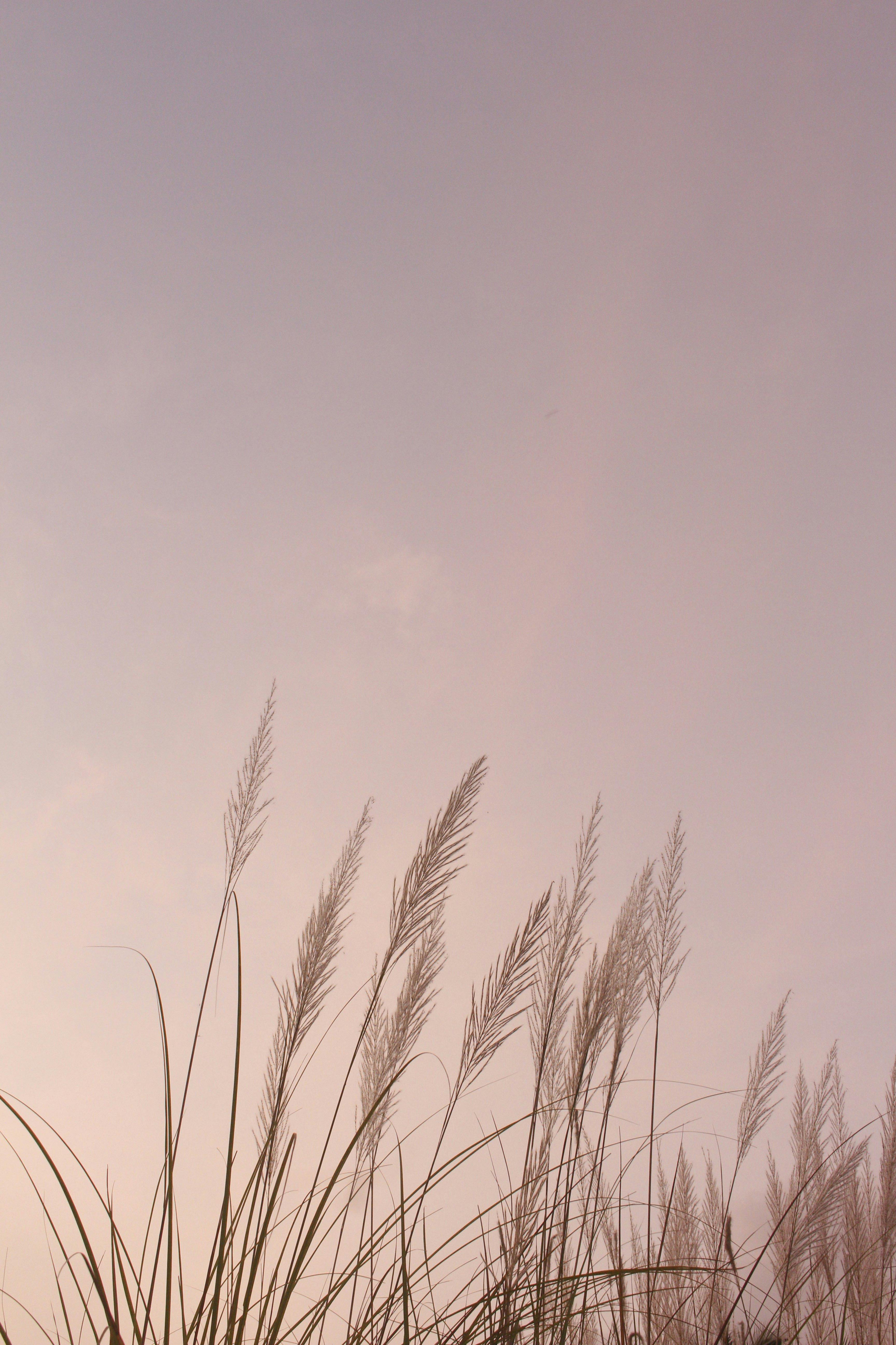aesthetic